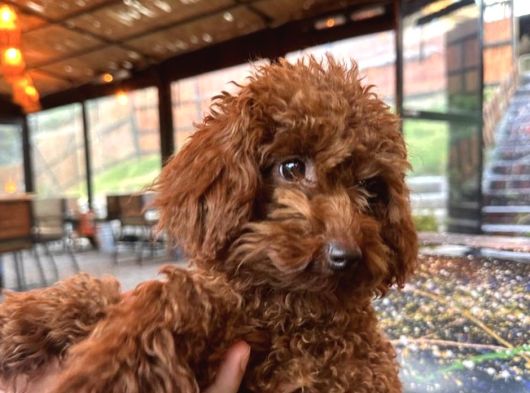 Safkan Poodle Yavruma Mecburiyetten Yeni Evini Arıyorum