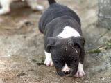 Exotic Bully Yavrular