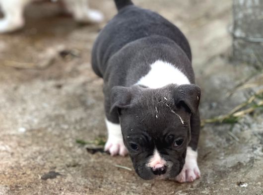 Exotic Bully Yavrular görsel