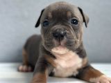 Exotic Bully Yavrular