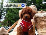 Kore Poodle Kızımın Bebekleri