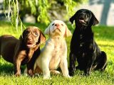 LABRADOR RETRIEVER YAVRULARI ISTANBUL