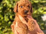 Oyuncaktan Farksız Poodle Bebeklerim