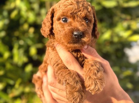 Oyuncaktan Farksız Poodle Bebeklerim görsel
