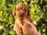 Oyuncaktan Farksız Poodle Bebeklerim