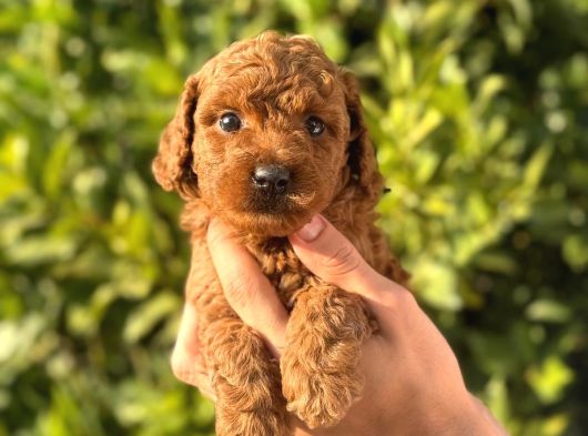Oyuncaktan Farksız Poodle Bebeklerim görsel