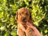 oyuncaktan farksız poodle bebeklerim