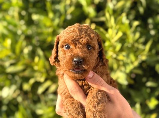 oyuncaktan farksız poodle bebeklerim