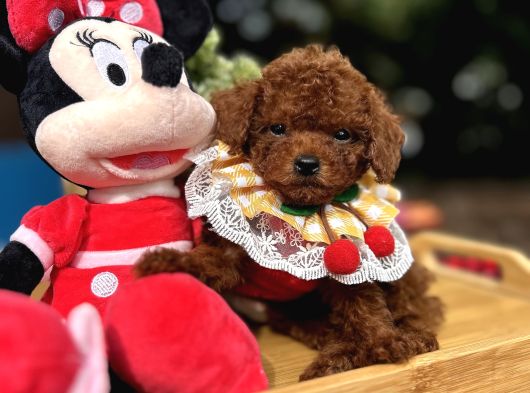 Kore Poodle Kızımın Bebekleri görsel