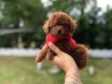 Kore Poodle Kızımın Bebekleri