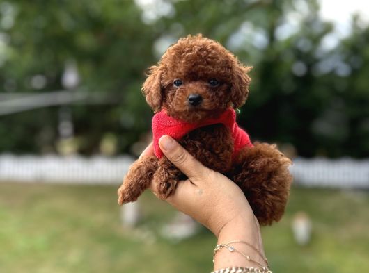 Kore Poodle Kızımın Bebekleri görsel