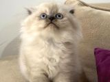 scottish Fold 2 Aylık Erkek Tuvalet eğitimli