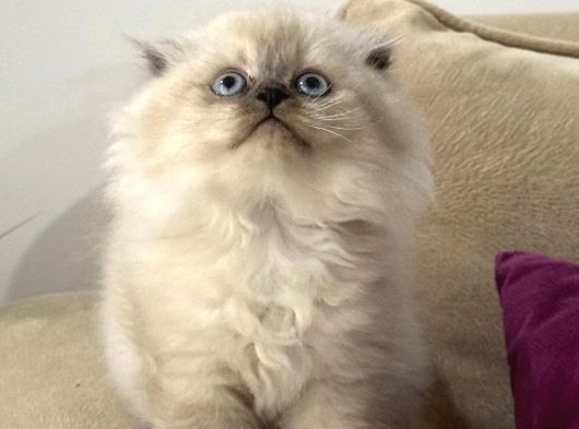Scottish Fold 2 Aylık Erkek Tuvalet Eğitimli