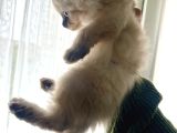 Scottish Fold 2 Aylık Erkek Tuvalet Eğitimli