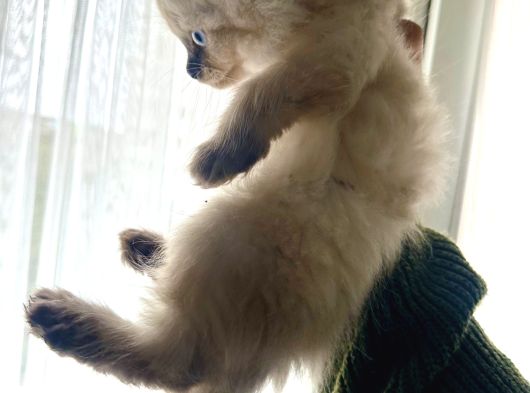 Scottish Fold 2 Aylık Erkek Tuvalet Eğitimli görsel