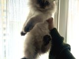 Scottish Fold 2 Aylık Erkek Tuvalet Eğitimli