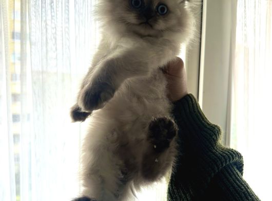 Scottish Fold 2 Aylık Erkek Tuvalet Eğitimli görsel