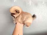 POMERANIAN YAVRULAR YALOVA