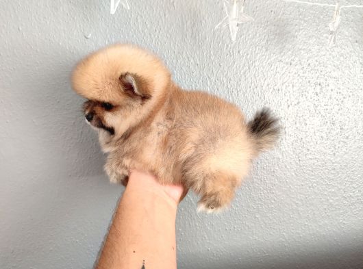 Pomeranian Yavrular Yalova