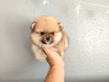 Pomeranian Yavrular Yalova