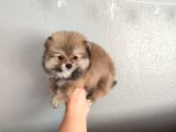 Pomeranian Yavrular Yalova