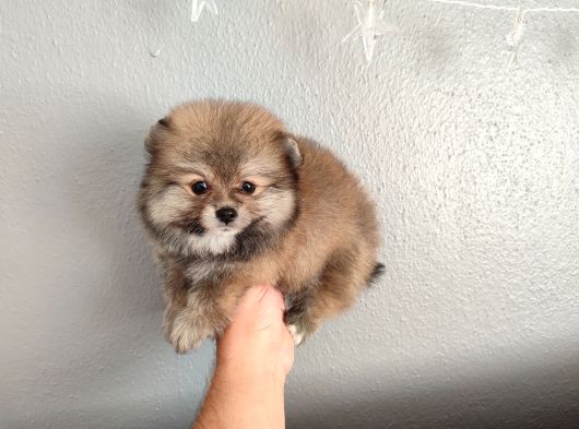 Pomeranian Yavrular Yalova görsel