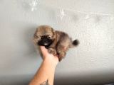 Pomeranian Yavrular Yalova