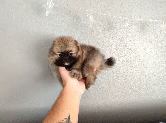 Pomeranian Yavrular Yalova görsel