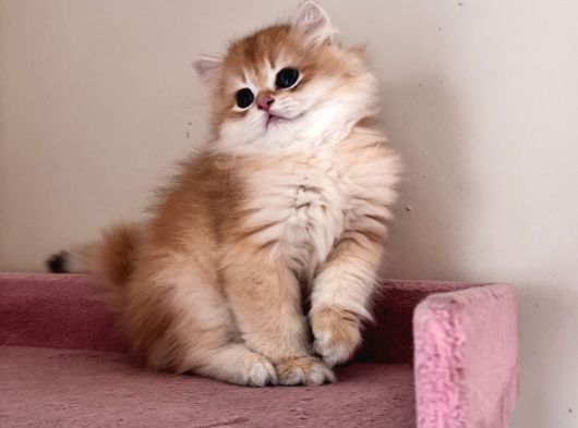 Şhow Kali Golden Yavrular