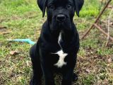 Cane Corso Siyah Erkek Yavru Sahiplendirilecek