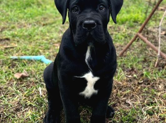 Cane Corso Siyah Erkek Yavru Sahiplendirilecek