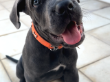 Blue Cane Corso