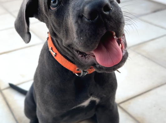 Blue Cane Corso görsel