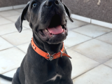 Blue Cane Corso