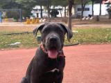 BLUE CANE CORSO