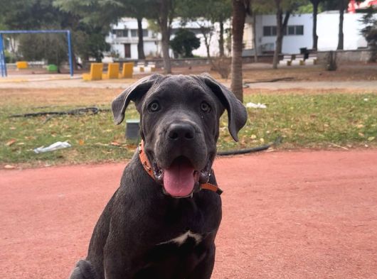 Blue Cane Corso