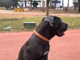 Blue Cane Corso