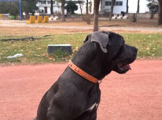 Blue Cane Corso görsel