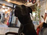 Blue Cane Corso