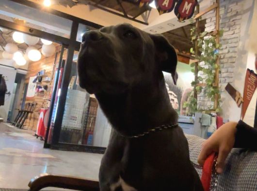 Blue Cane Corso görsel