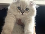 Scottish Fold Longhair