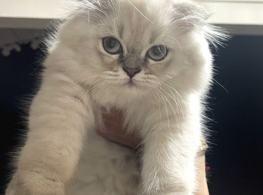 Scottish Fold Longhair görsel