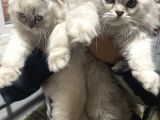Scottish Fold Longhair