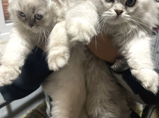 Scottish Fold Longhair görsel