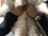Scottish Fold Longhair