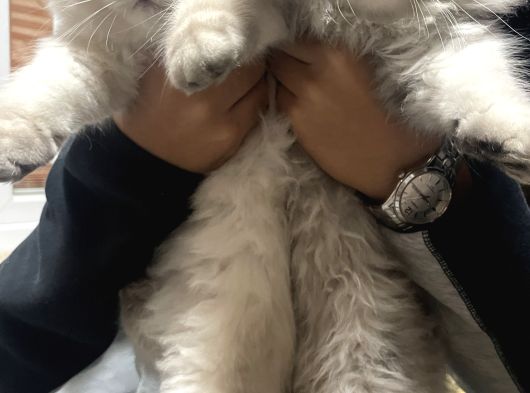 Scottish Fold Longhair görsel