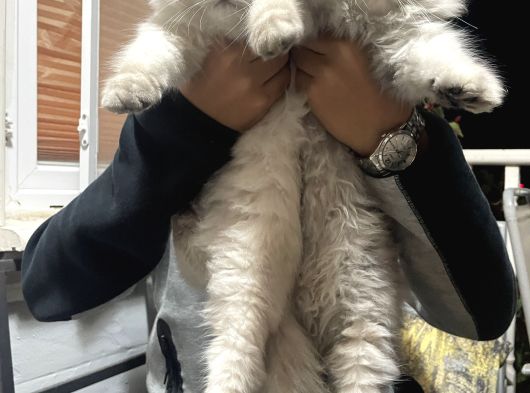 Scottish Fold Longhair görsel