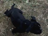 Exotic Bully Yavrular