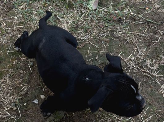 Exotic Bully Yavrular görsel