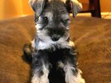 SCHNAUZER YAVRULARI İSTANBUL